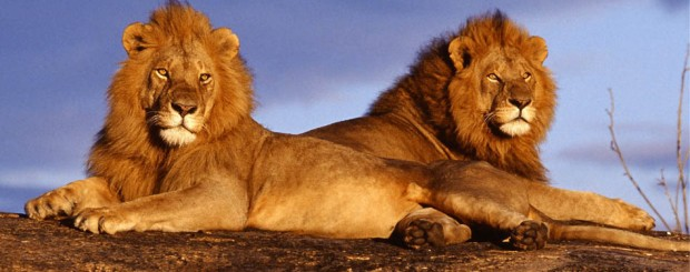 Johannesburg Lions